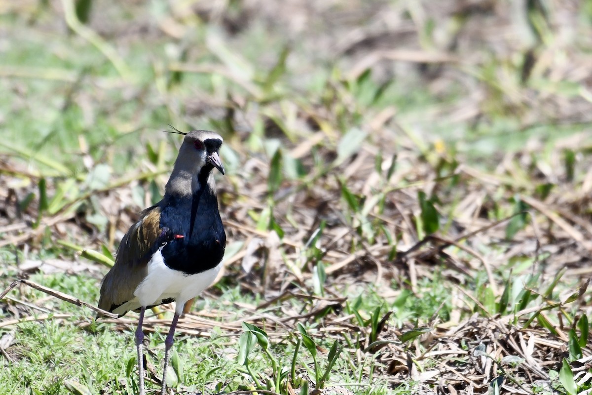 Southern Lapwing - ML641409052