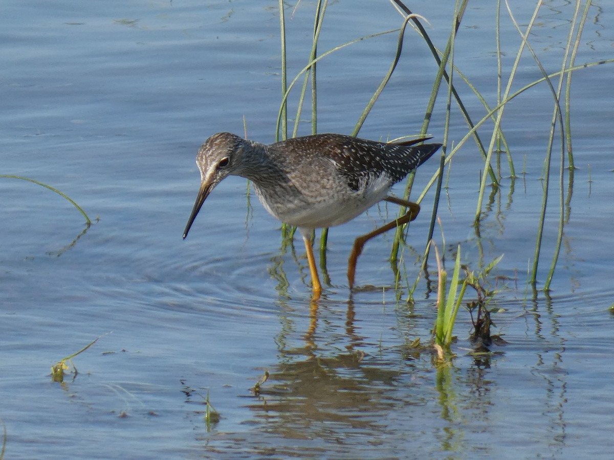 Lesser Yellowlegs - ML641409053