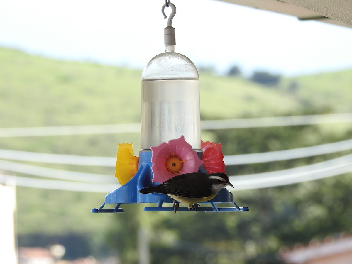 Bananaquit - ML641409054