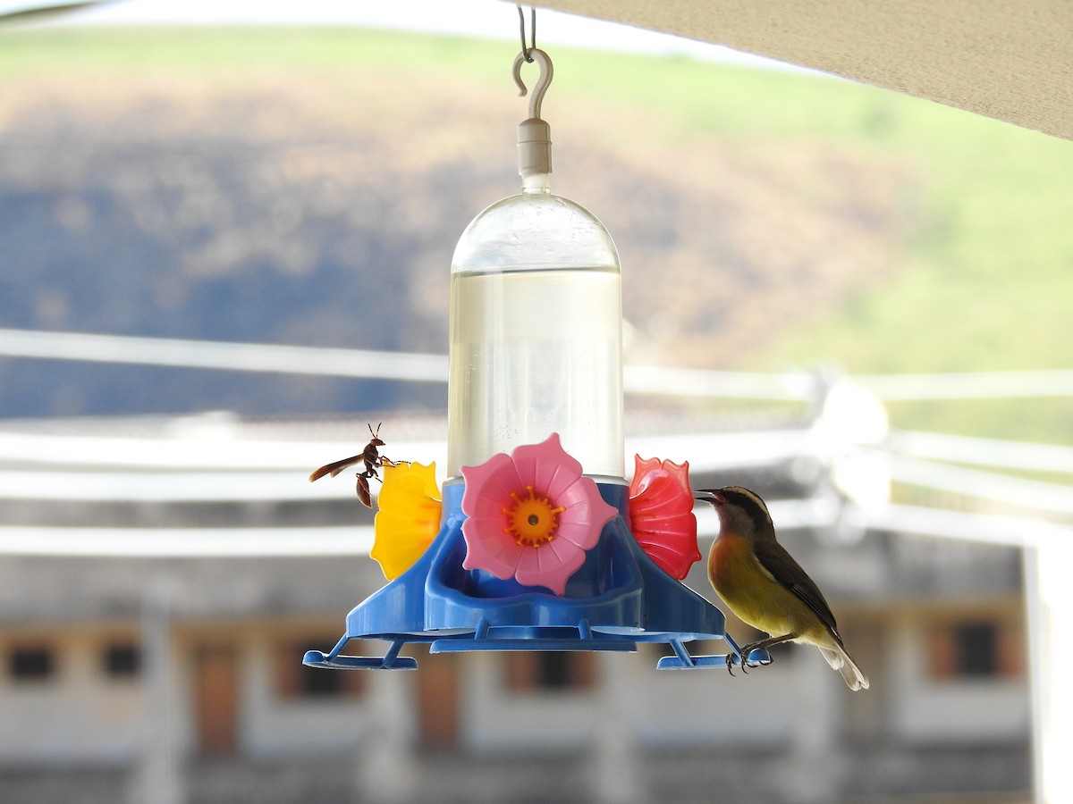 Bananaquit - ML641409055