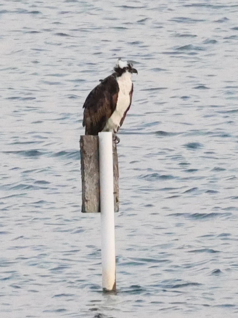 Osprey (American) - ML641409062