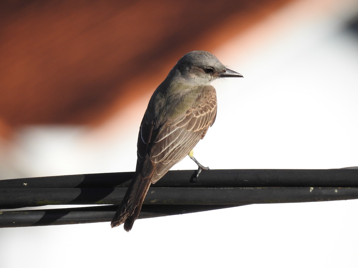 Tropical Kingbird - ML641409064
