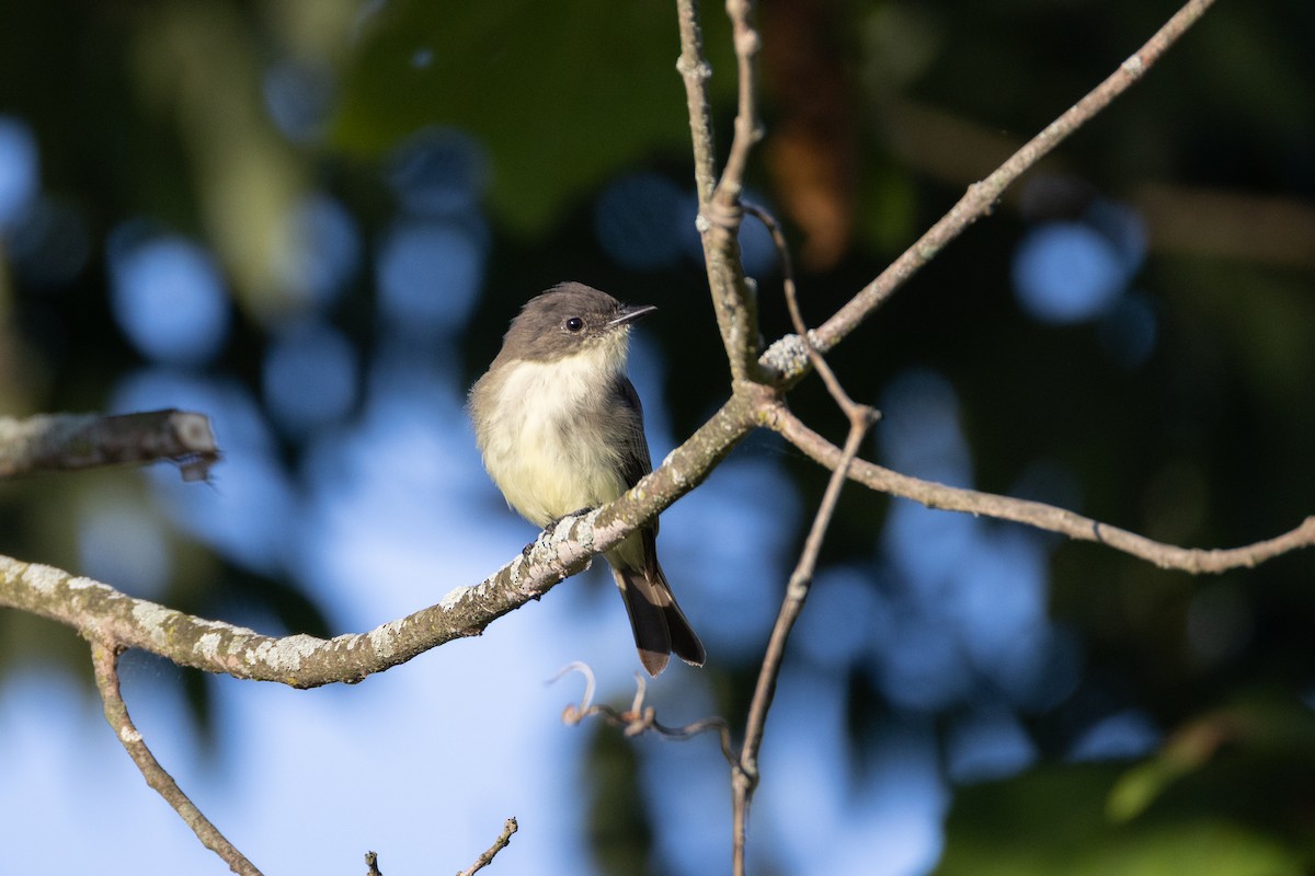 Eastern Phoebe - ML641409066