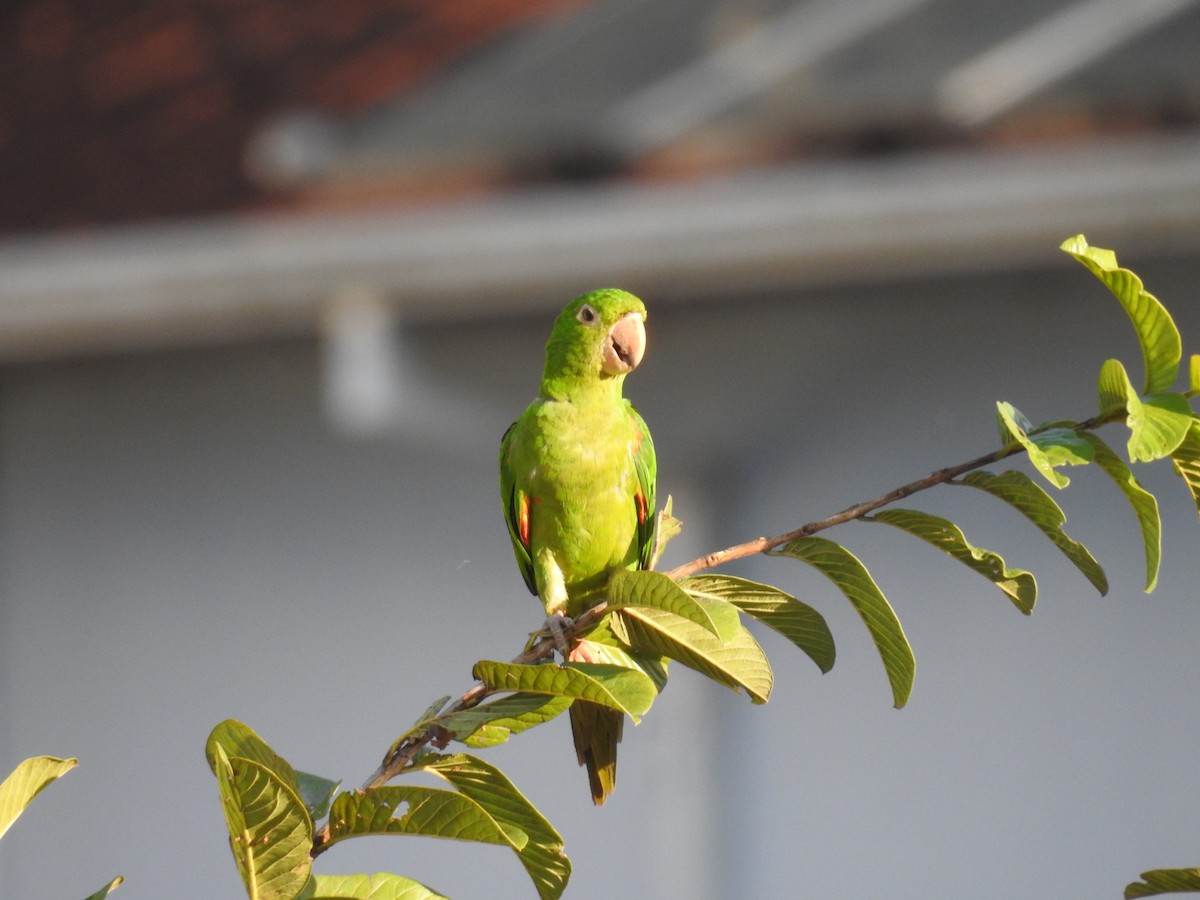 White-eyed Parakeet - ML641409068