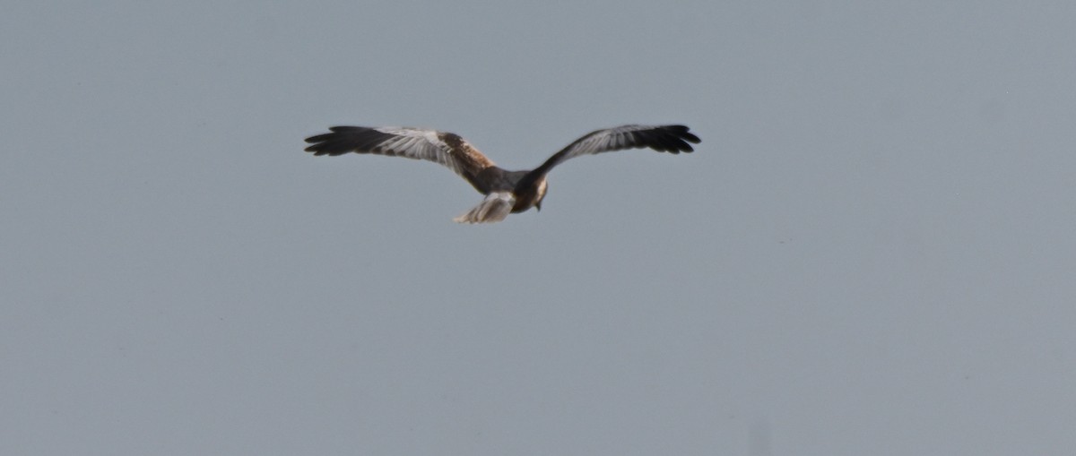 Western Marsh Harrier - ML641409070