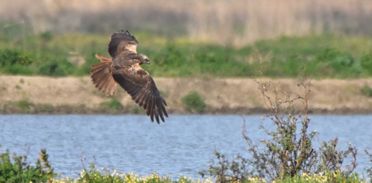 Western Marsh Harrier - ML641409071