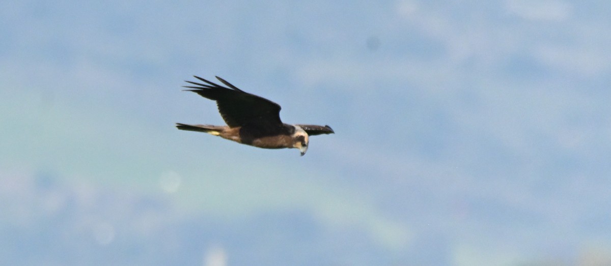 Western Marsh Harrier - ML641409072
