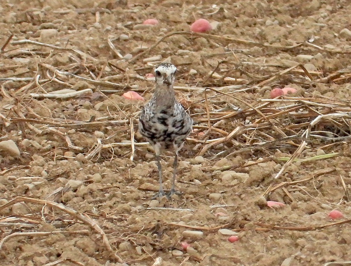American Golden-Plover - ML641409074