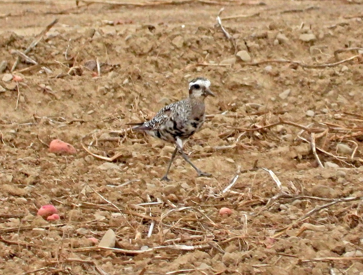 American Golden-Plover - ML641409077