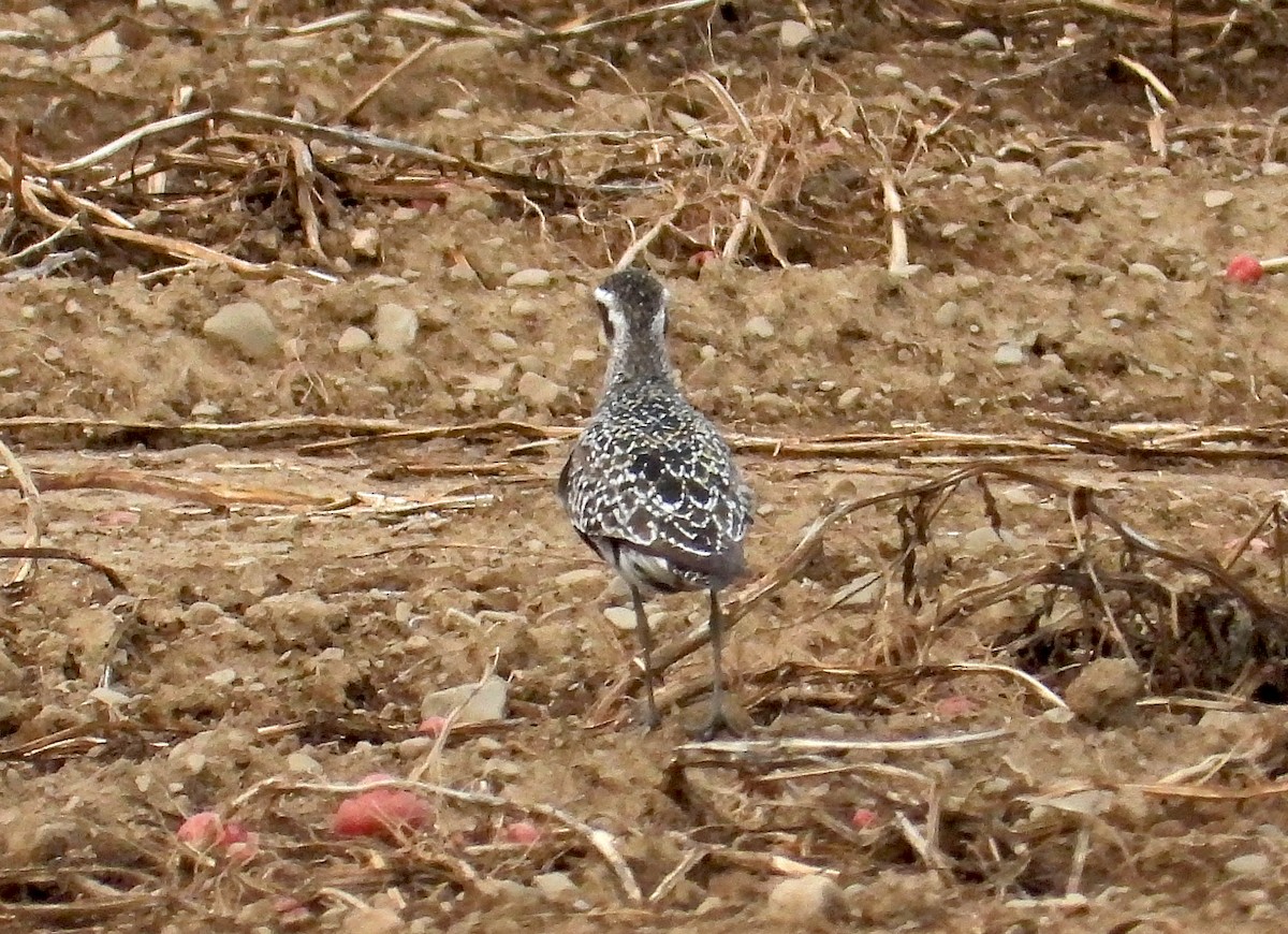 American Golden-Plover - ML641409078