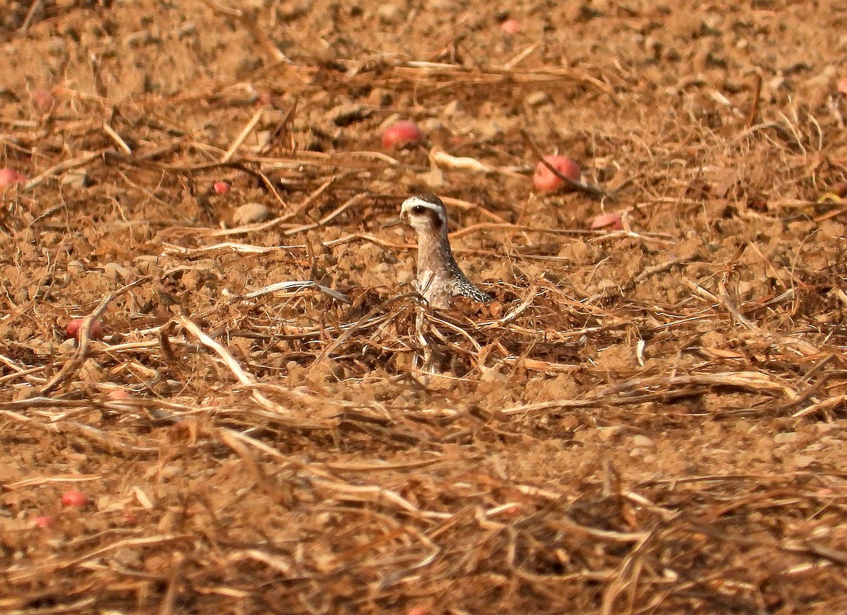 American Golden-Plover - ML641409079