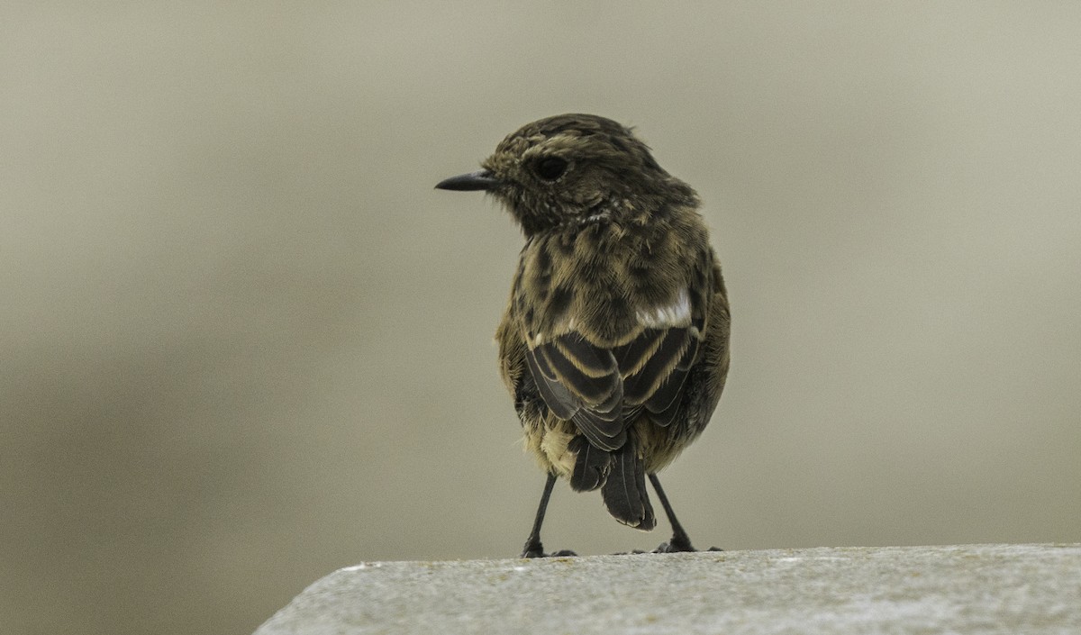 European Stonechat - ML641409087