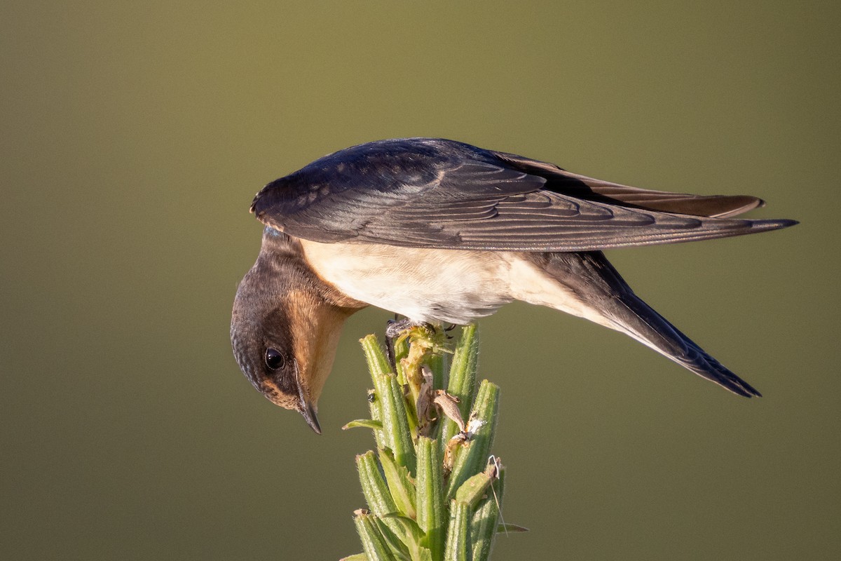 Barn Swallow - ML641409088