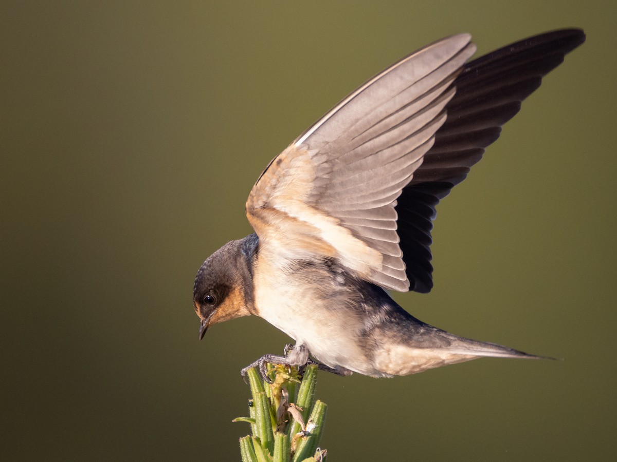 Barn Swallow - ML641409089