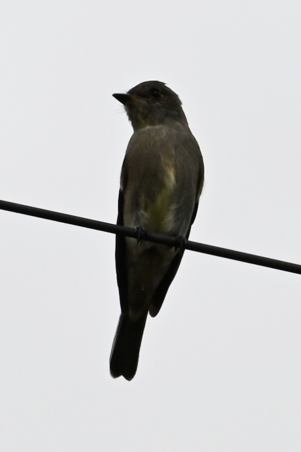 Western Wood-Pewee - ML641409090