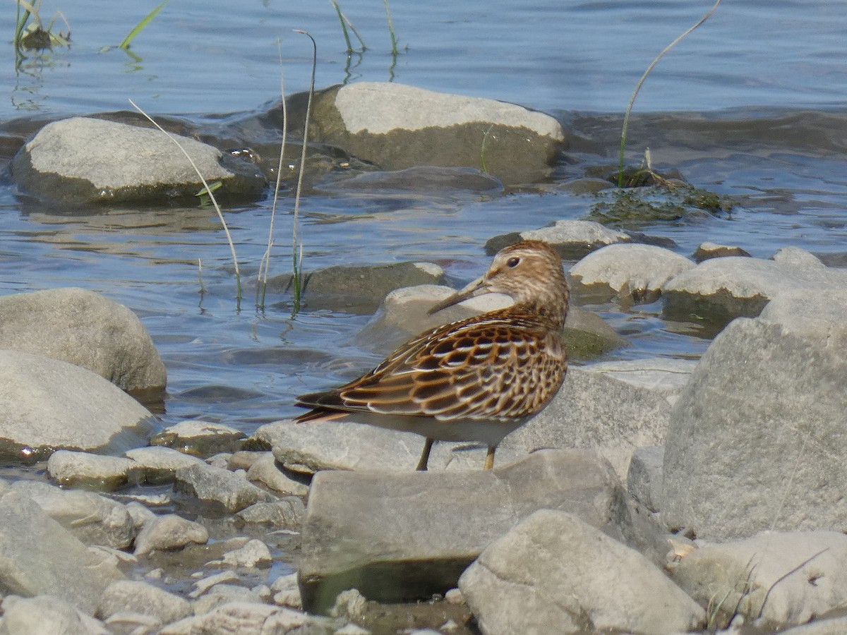 Pectoral Sandpiper - ML641409091