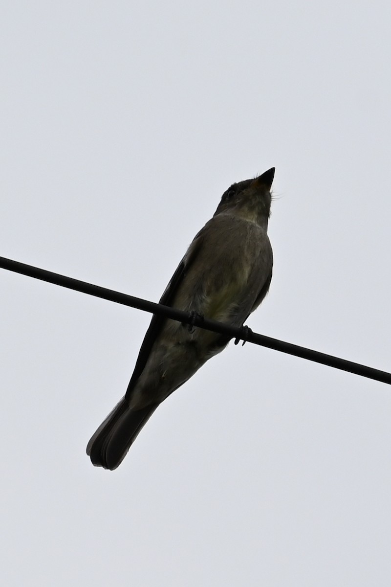 Western Wood-Pewee - ML641409092