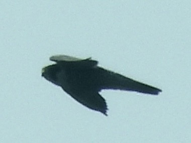 Peregrine Falcon - ML641409093