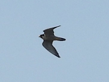 Peregrine Falcon - ML641409094
