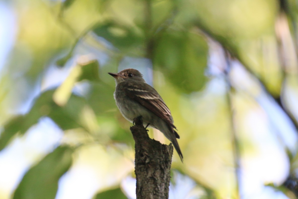 Eastern Wood-Pewee - ML641409095