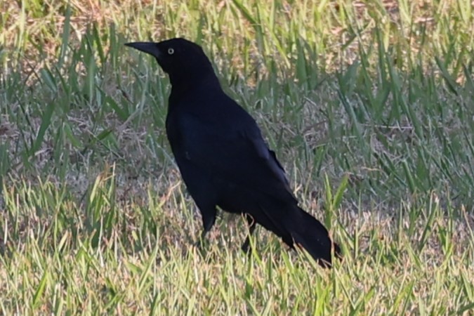 Boat-tailed Grackle - ML641409096