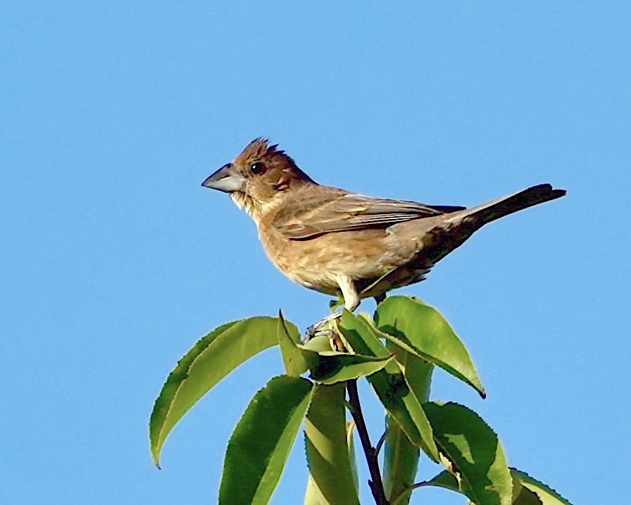 Blue Grosbeak - ML641409097