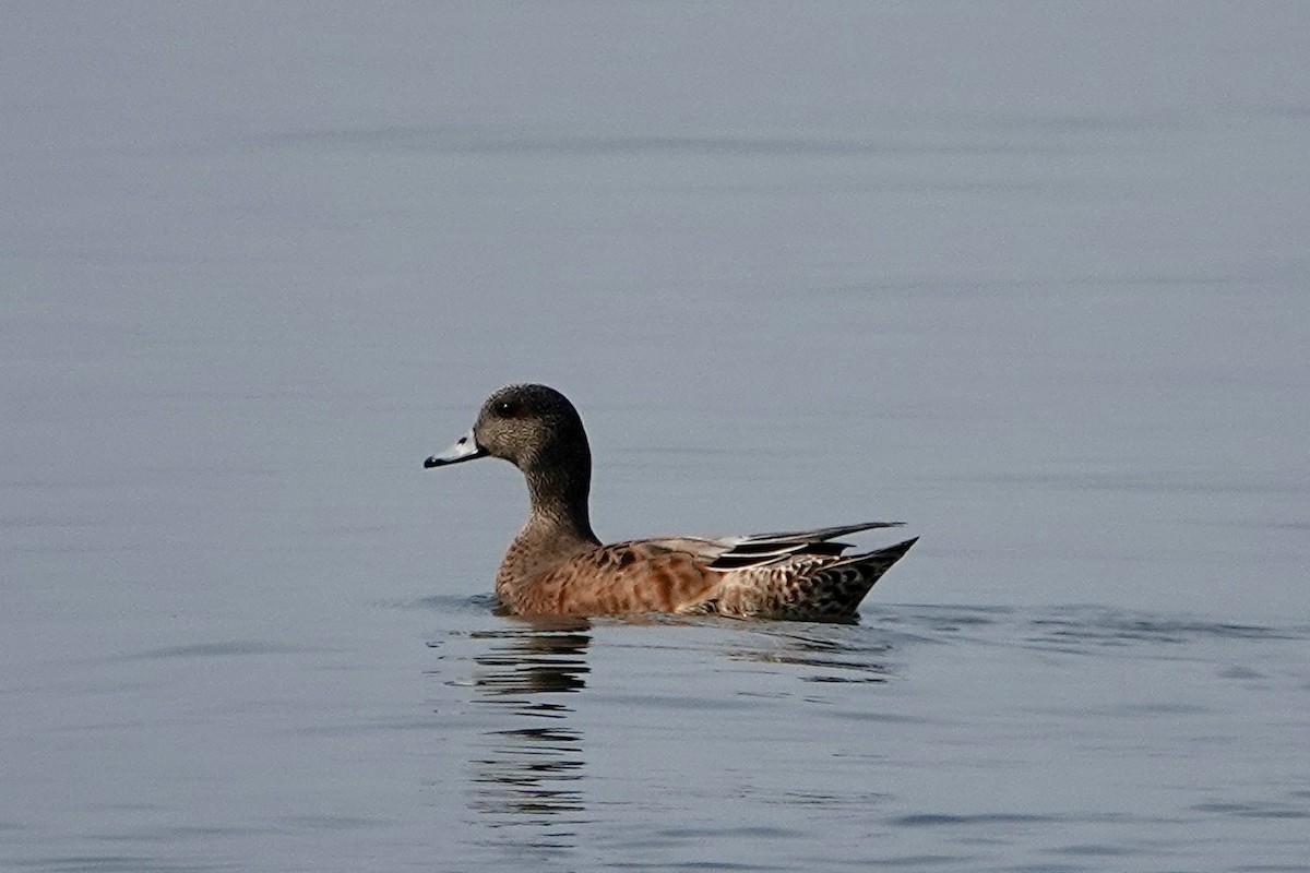 American Wigeon - ML641409098