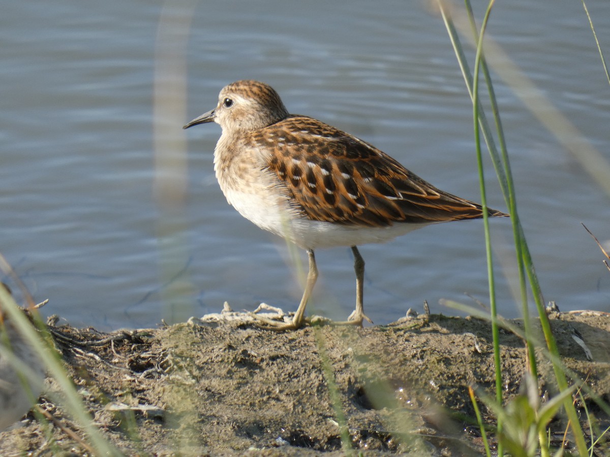 Semipalmated Sandpiper - ML641409099