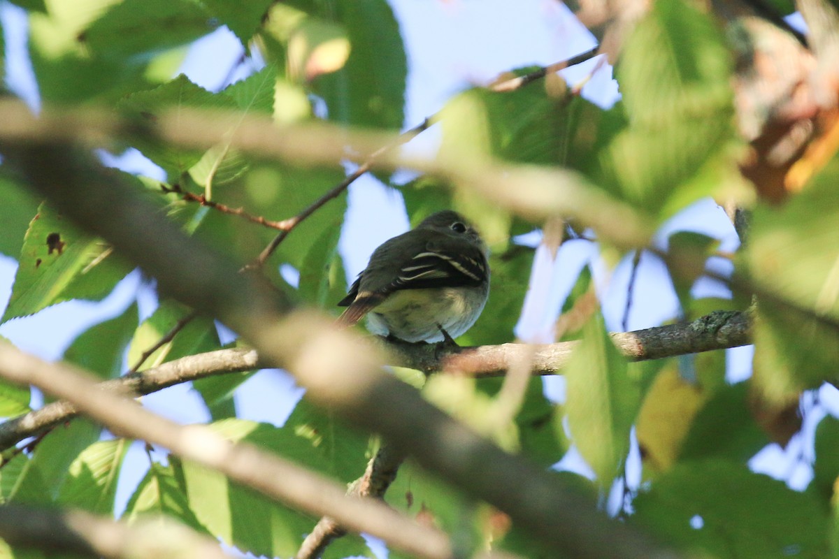 Empidonax sp. - ML641409100