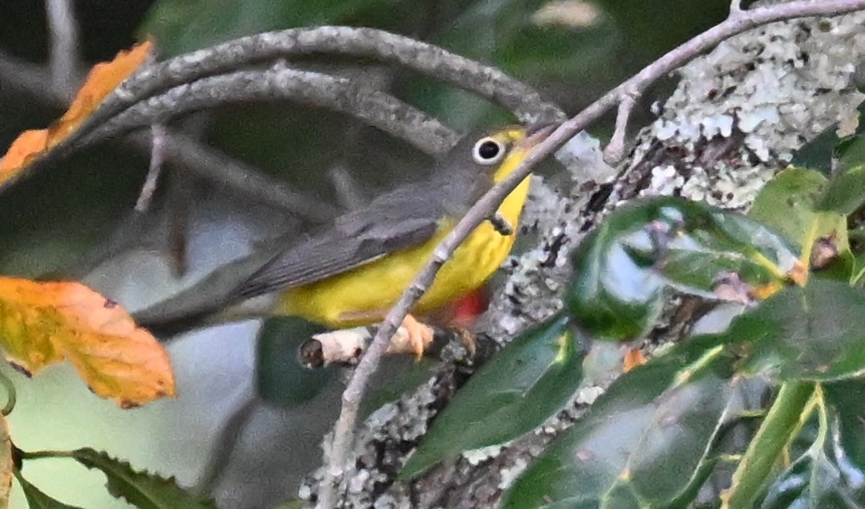 Canada Warbler - ML641409101