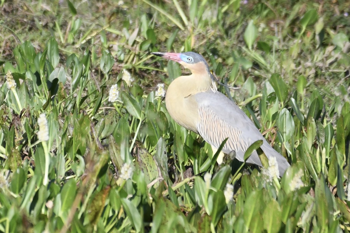 Whistling Heron - ML641409107