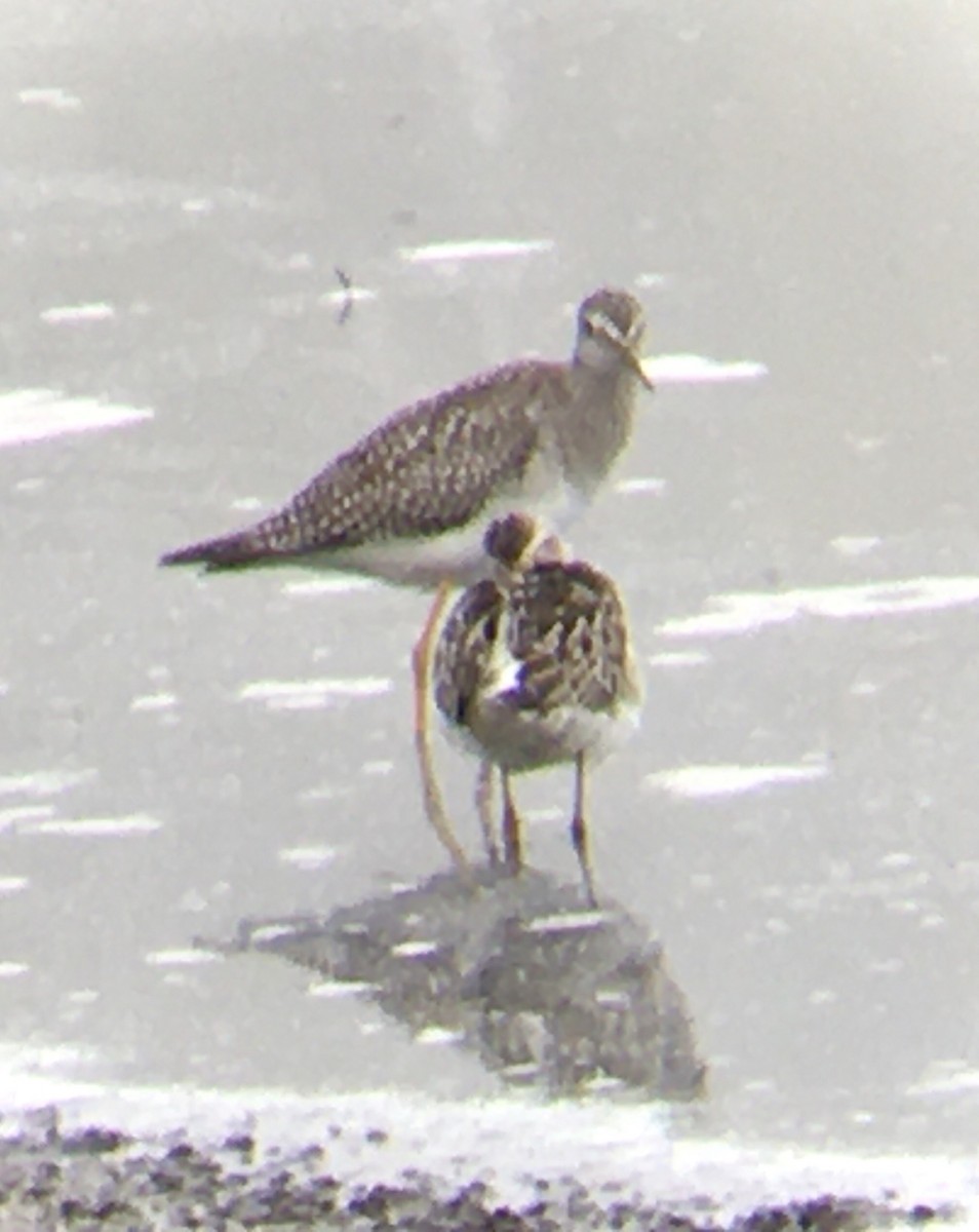 Lesser Yellowlegs - ML641409117