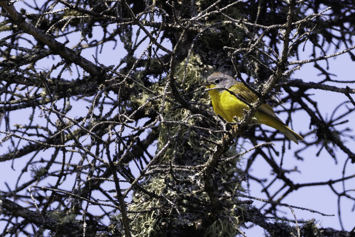 Nashville Warbler - ML641409126