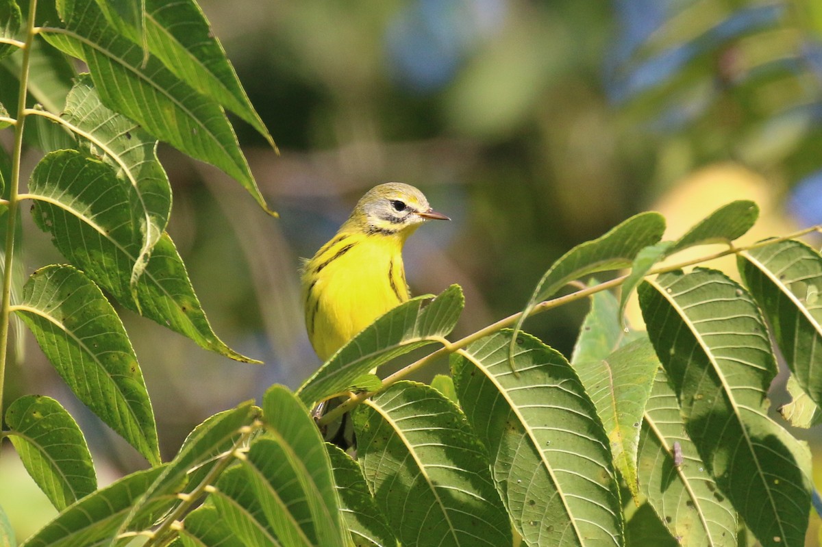 Prairie Warbler - ML641409129