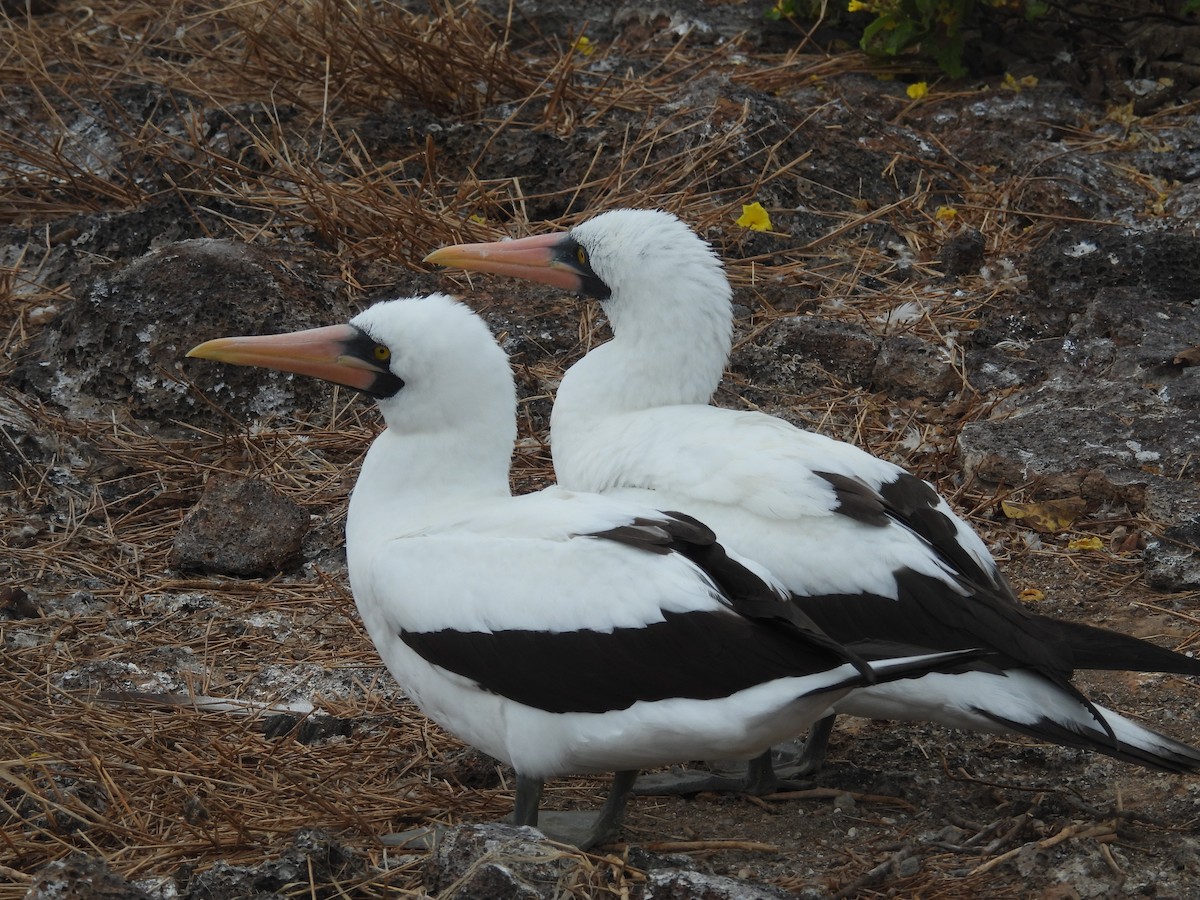 Nazca Booby - ML641409131