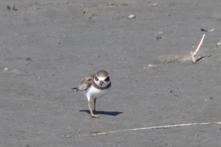 Semipalmated Plover - ML641409134