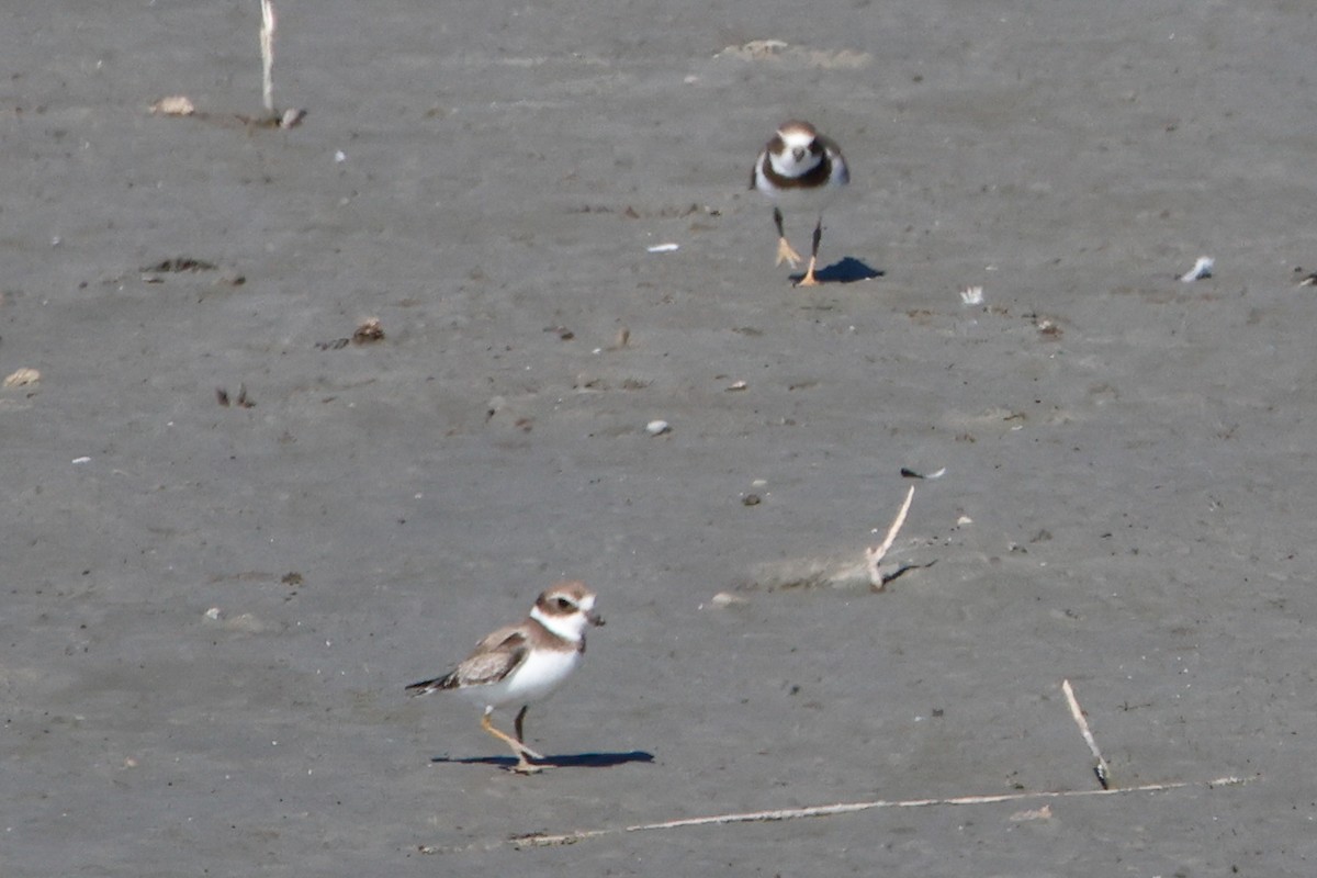 Semipalmated Plover - ML641409135