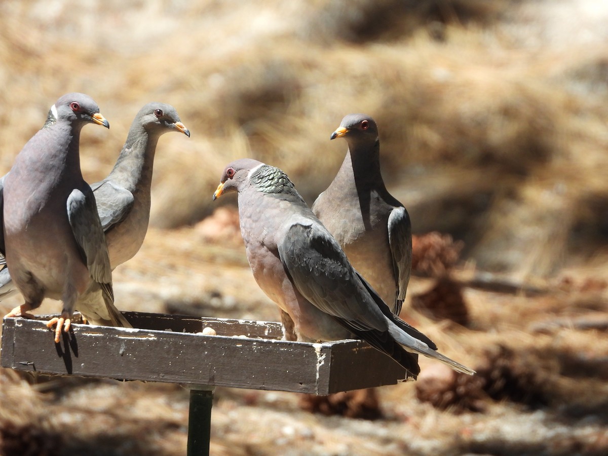Band-tailed Pigeon - ML641409140
