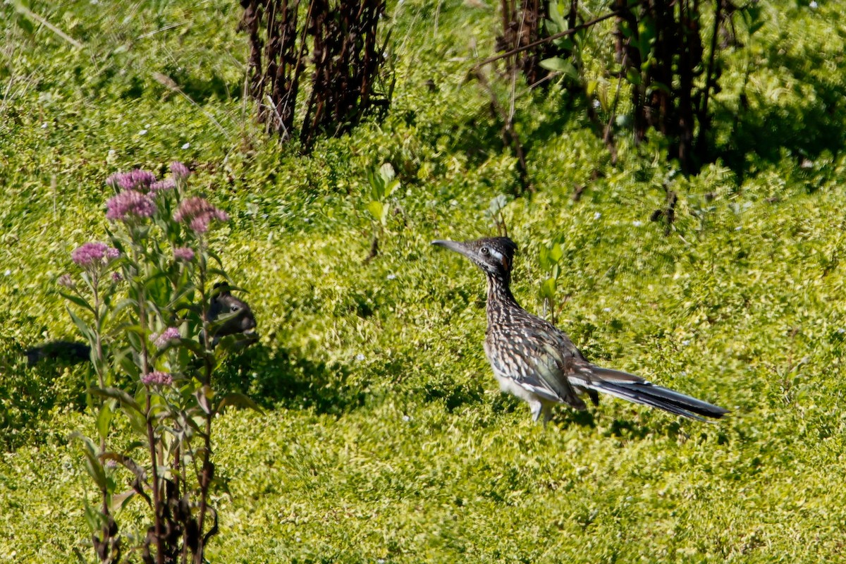 Greater Roadrunner - ML641409141