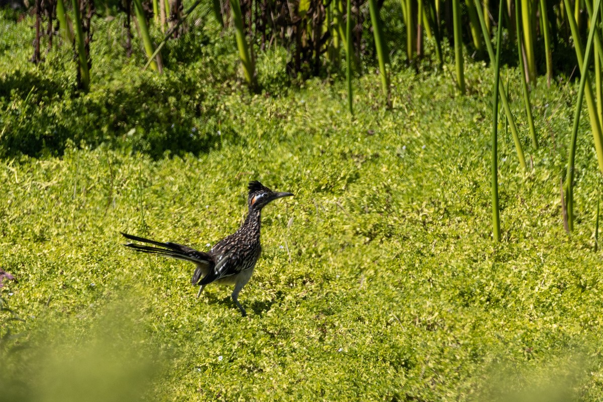 Greater Roadrunner - ML641409142