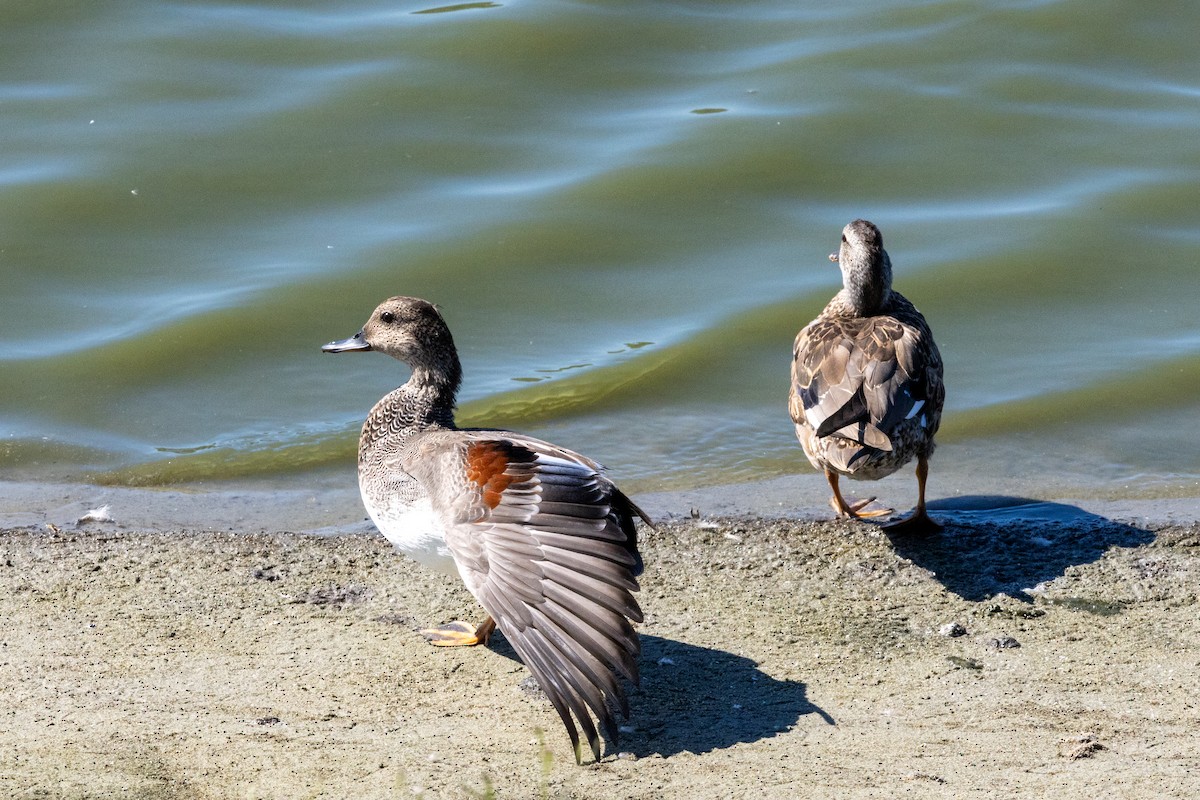 Gadwall - ML641409150
