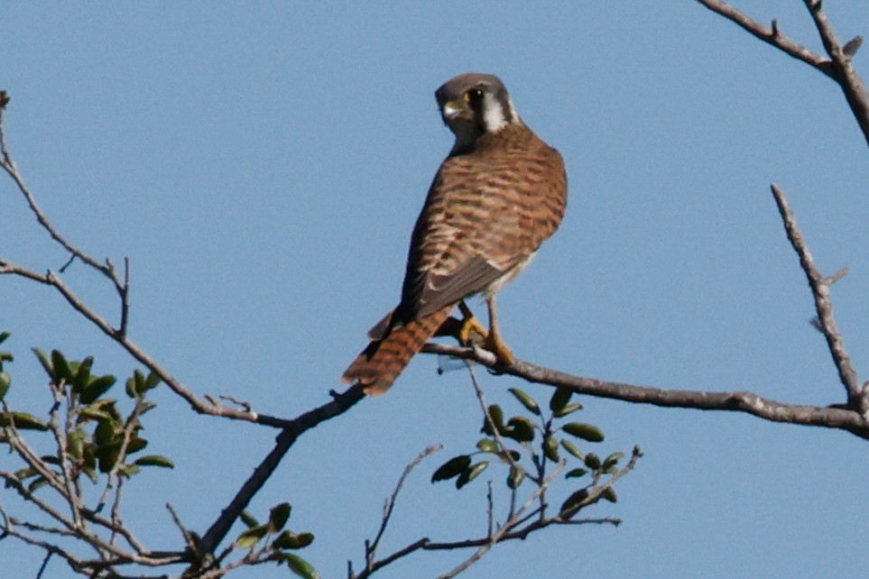 American Kestrel - ML641409165