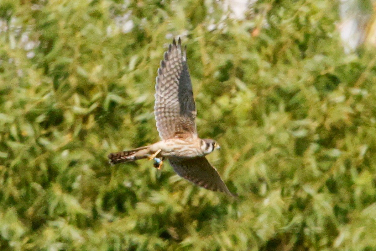 American Kestrel - ML641409166
