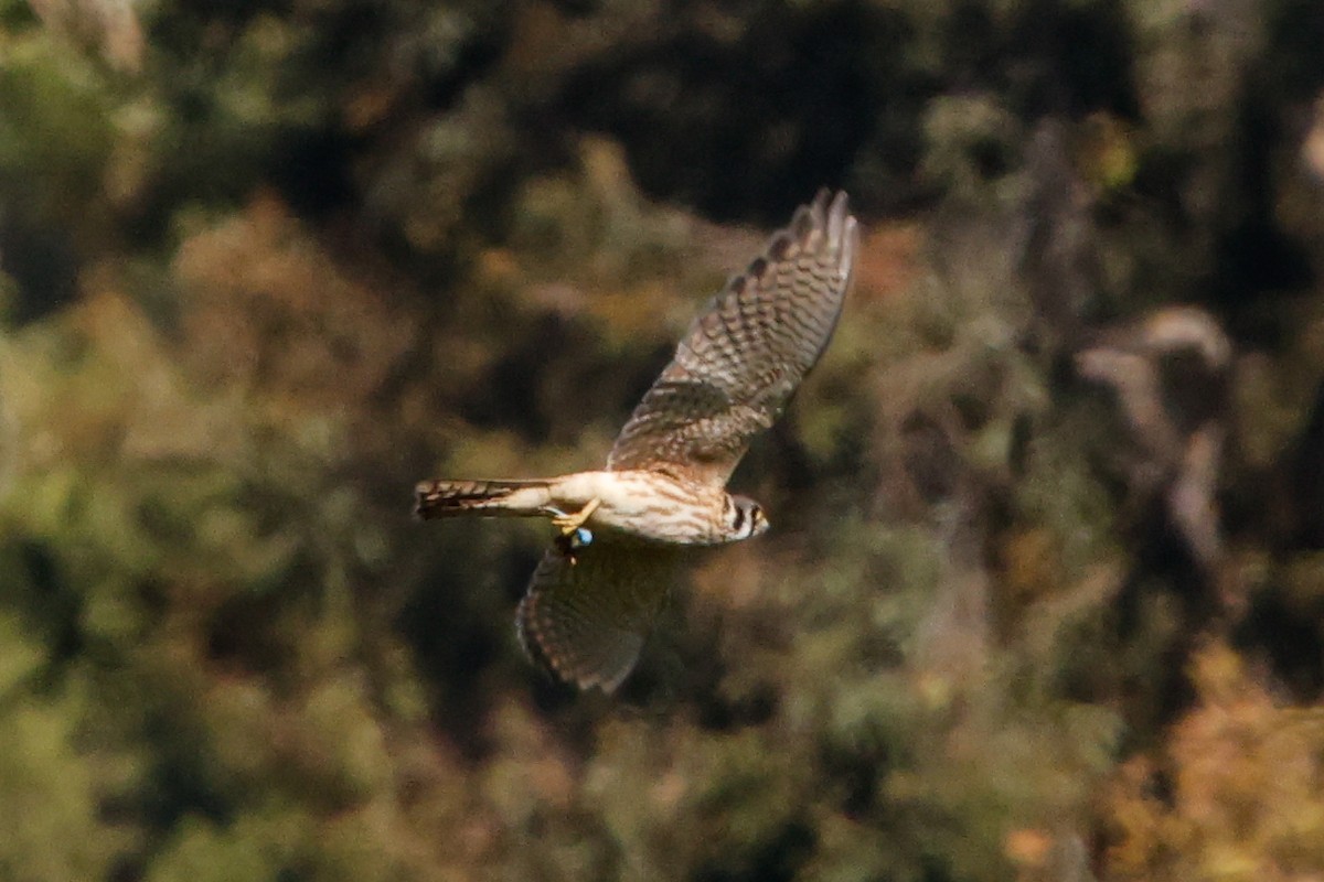 American Kestrel - ML641409167