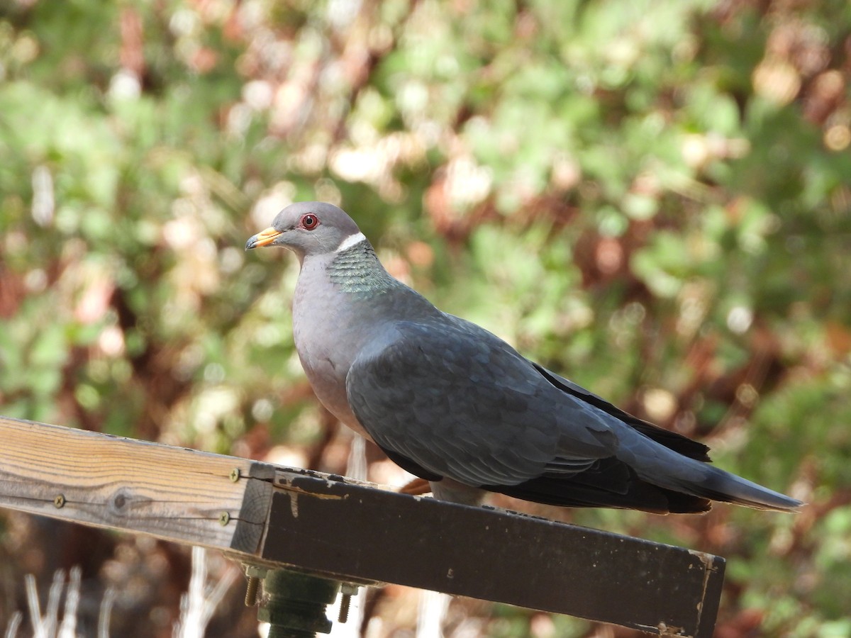Band-tailed Pigeon - ML641409171