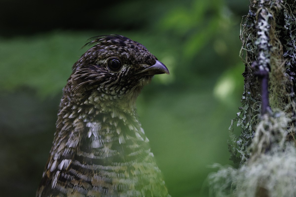 Ruffed Grouse - ML641409172