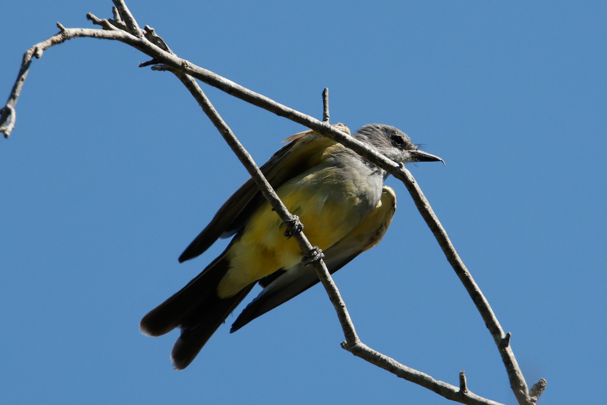 Cassin's Kingbird - ML641409173