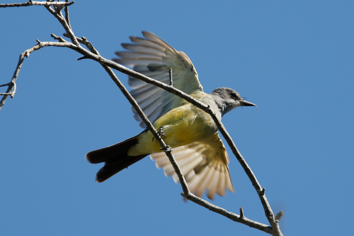 Cassin's Kingbird - ML641409174