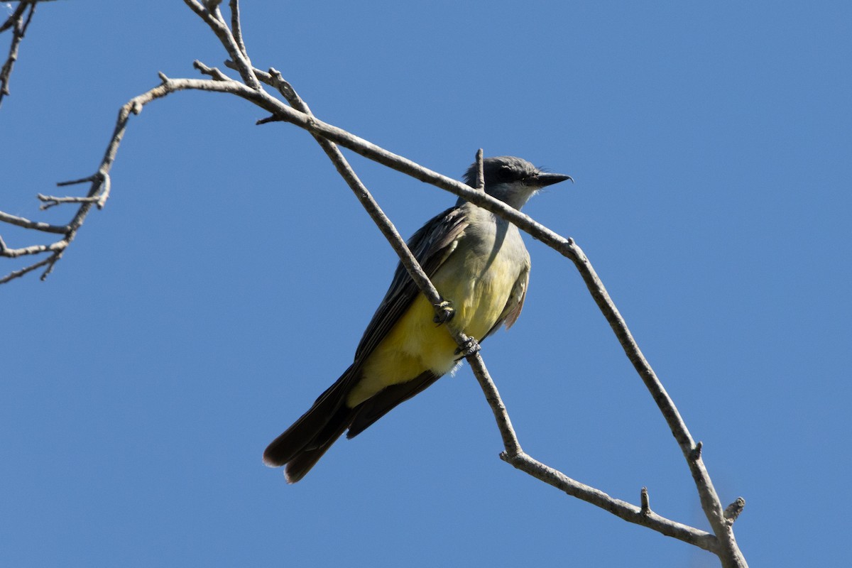Cassin's Kingbird - ML641409175