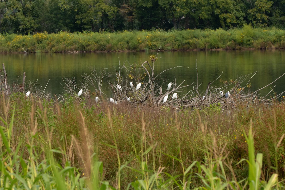 Little Blue Heron - ML641409180